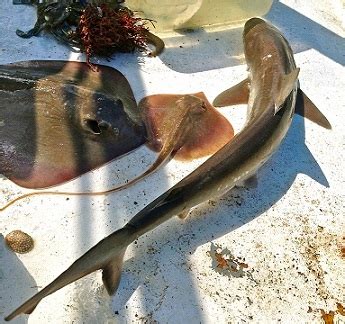 Cartilaginous fishes Facts for Kids.